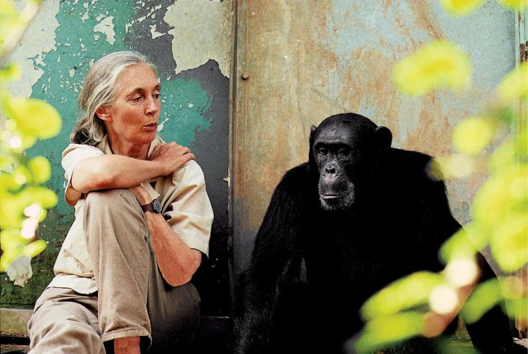 Meghalt Jane Goodall, a leghíresebb etológus