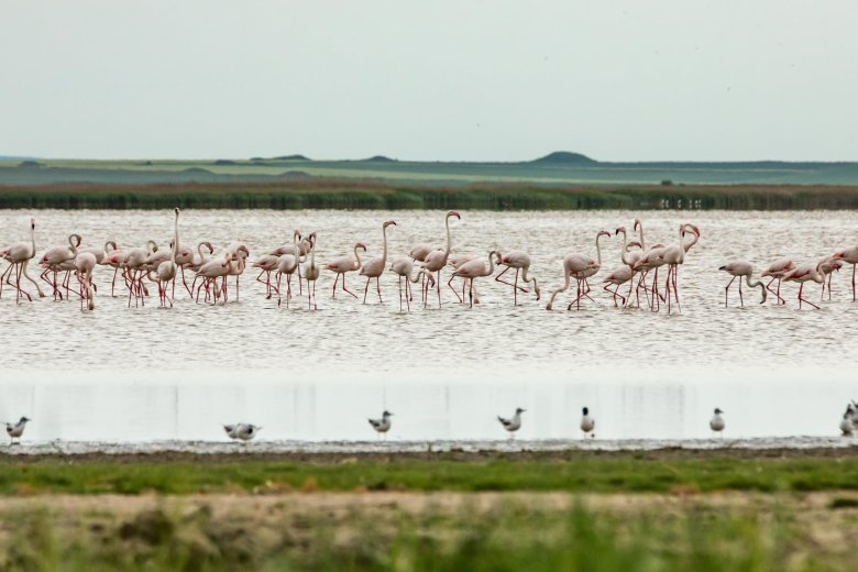 Rózsaszín seregszemle: flamingók tartanak pihenőt a Duna-deltában