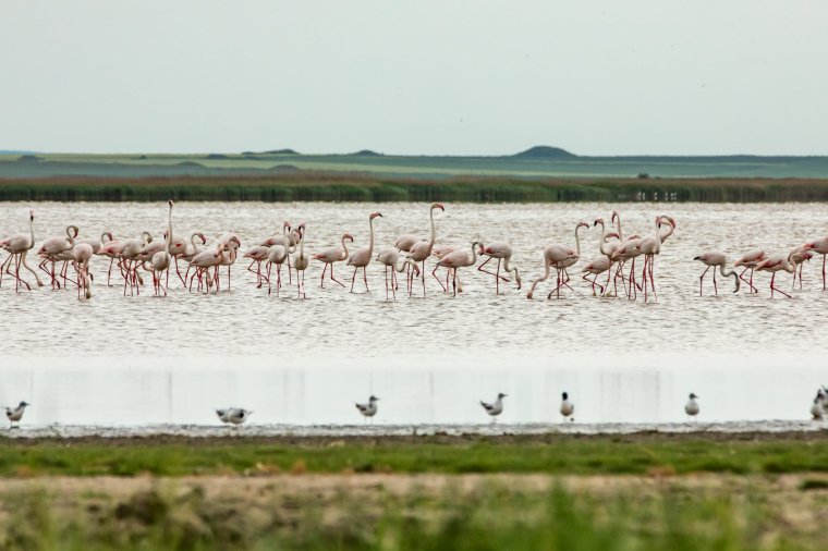Flamingók százai érkeztek a román tengerpart közelébe – videóval
