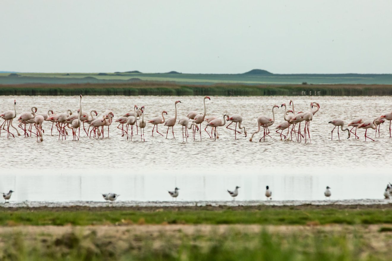 flamingó