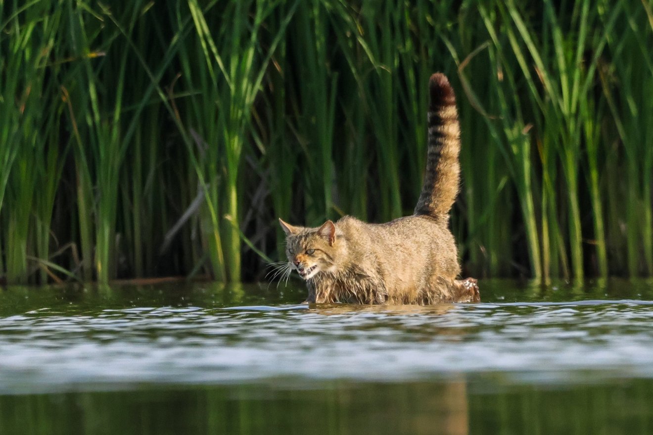 National Geographic