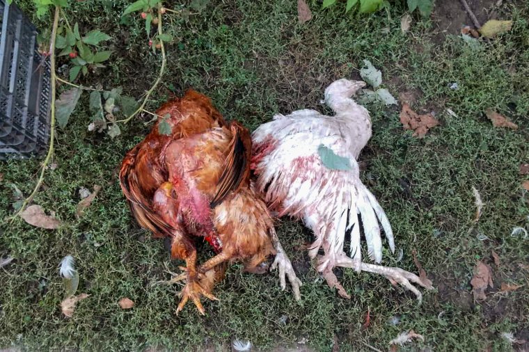 Bocsos anyamedve pusztítja a szárnyasokat, a gyerekeket is féltik a nagyvadak jelenléte miatt a lakók
