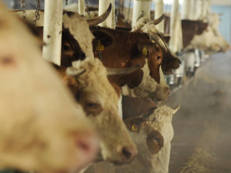 Keddtől igényelhető a szarvasmarha-támogatás 2013-ra