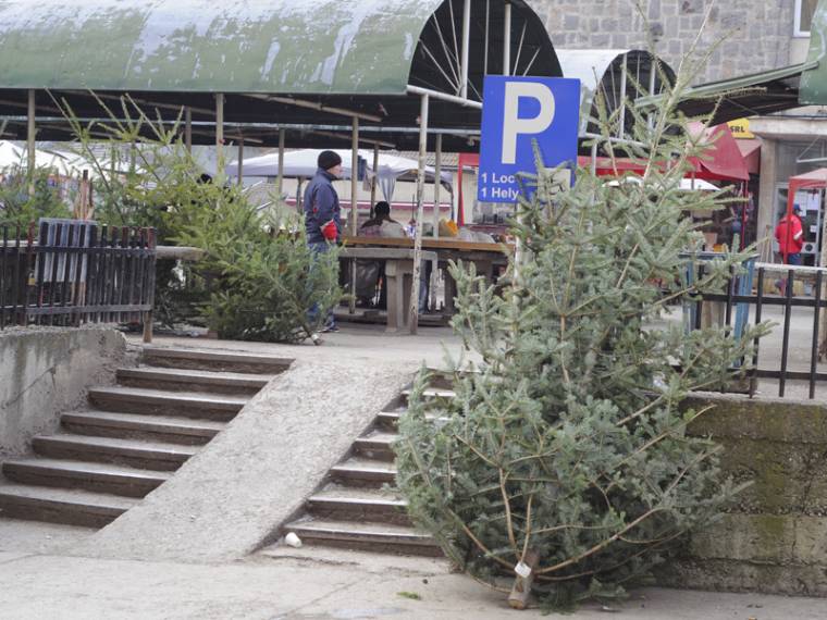 Kevesebb karácsonyfát vágnak ki