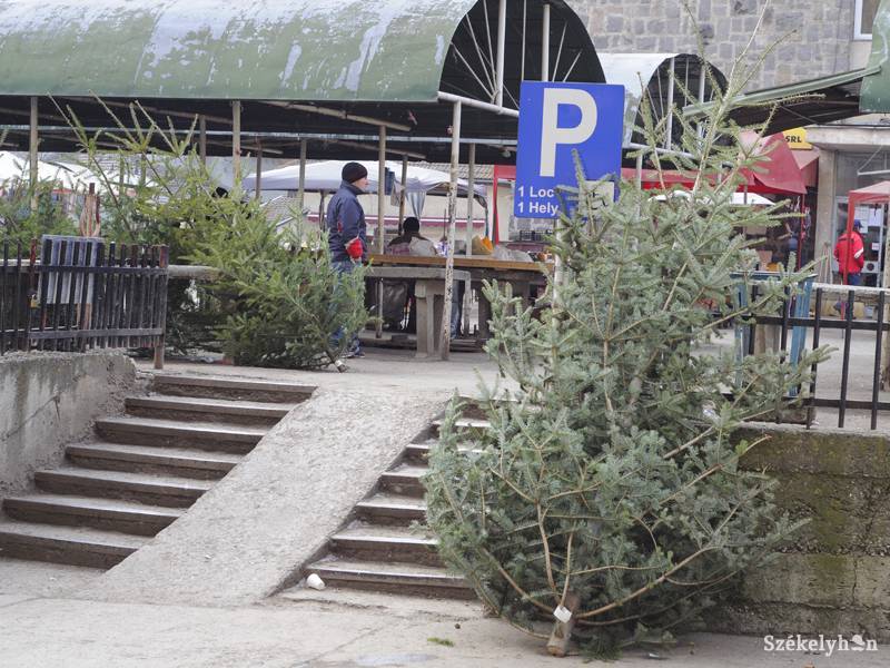 &bullet;  Fotó: Kristo Robert                       