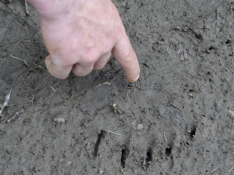 Medve látogatta meg a Szent Anna-tónál sátrazókat
