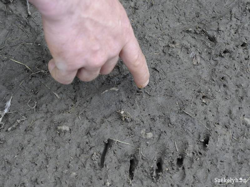 • Fotó: Kristo Robert