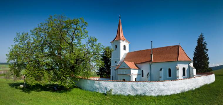 Négy fa versenyez Hargita megyéből