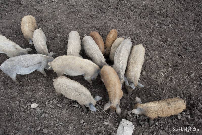 Mangalica malacok. Az induló kormánytámogatás révén ingyen kaphatják meg a gazdák 