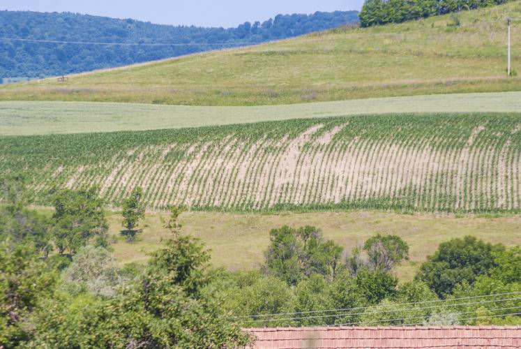 Ismét szárazság sújtja a mezőgazdaságot