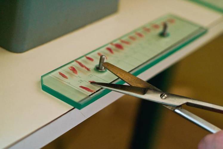 Még nem büntetett az állategészségügy