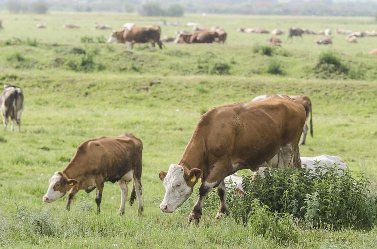 Az ünnepek előtt megkaphatják a támogatást a gazdák