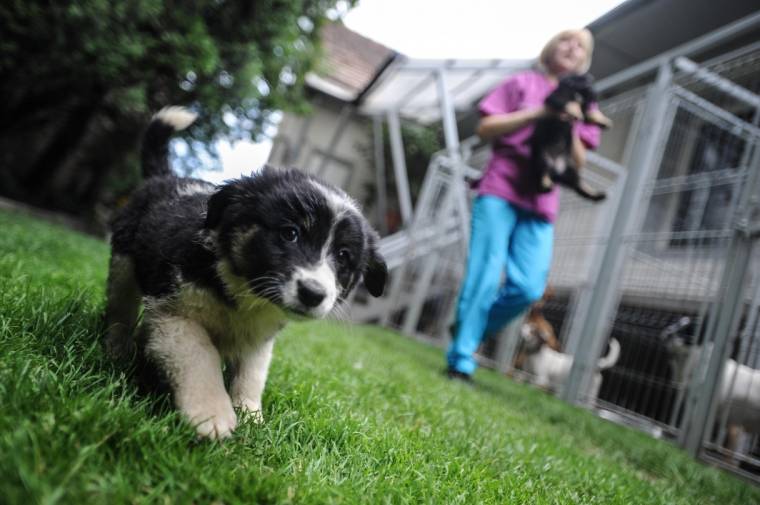Keverék ebek kutyavilága
