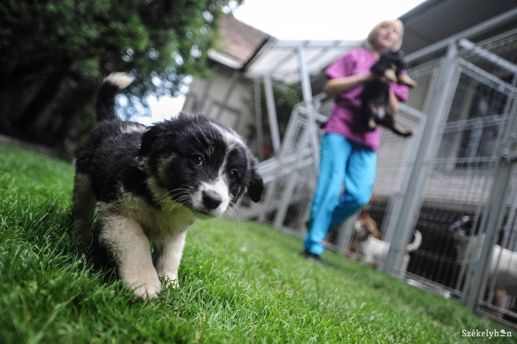 • Fotó: Thomas Campean