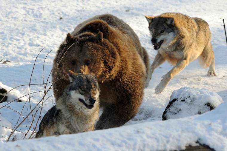 Tovább húzódik a vadszámlálás
