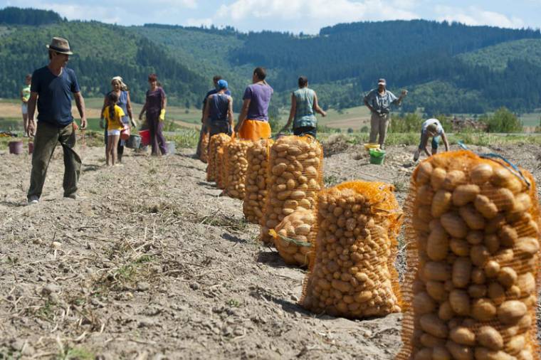 Nem találnak napszámost burgonyaszedésre Háromszéken
