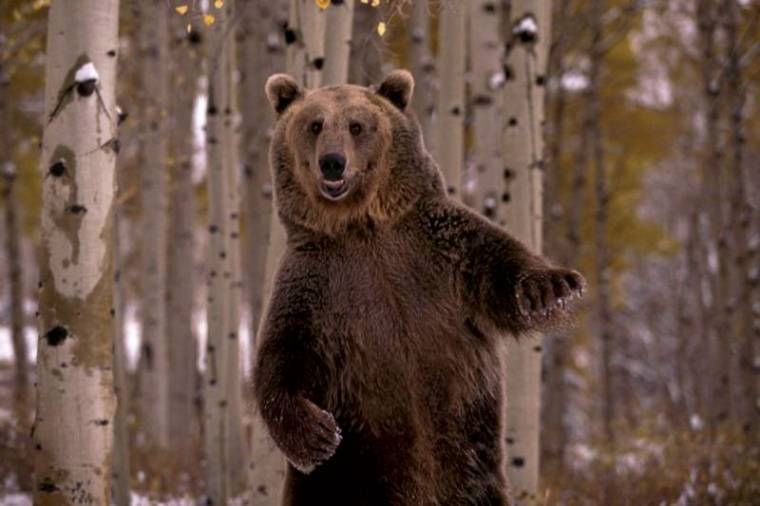 Medvetámadás a Szeltersz-völgyében