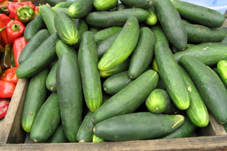 Nincs riasztás a spanyol uborka miatt