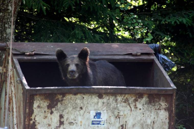 Eltérő vélemények medvekérdésben