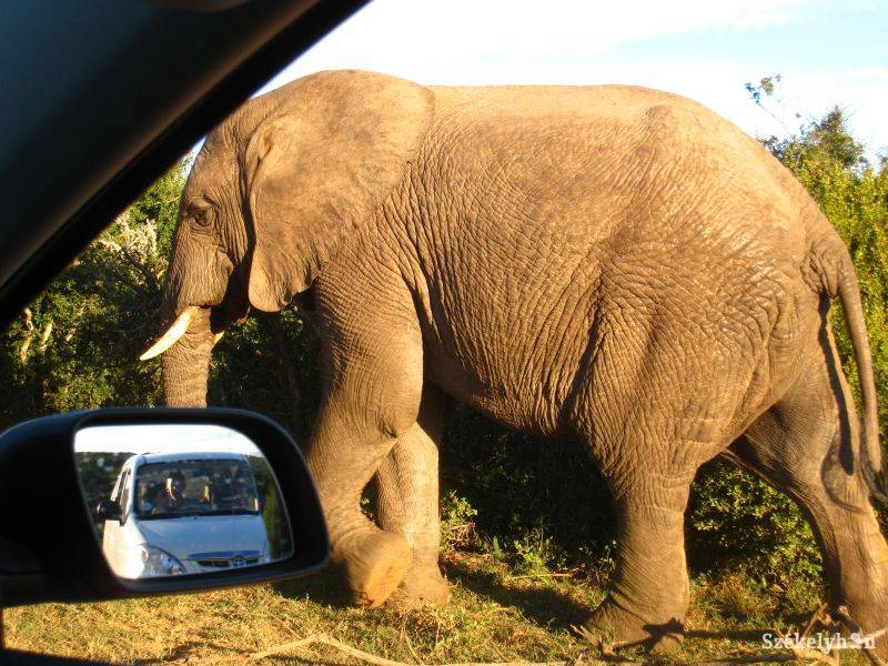 • Fotó: Benkő Zsombor
