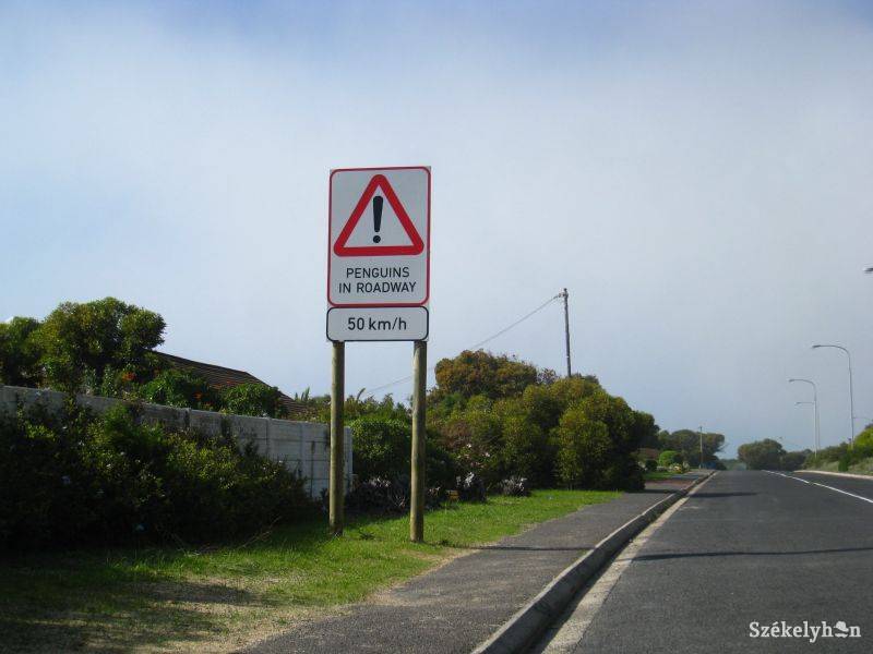 • Fotó: Benkő Zsombor