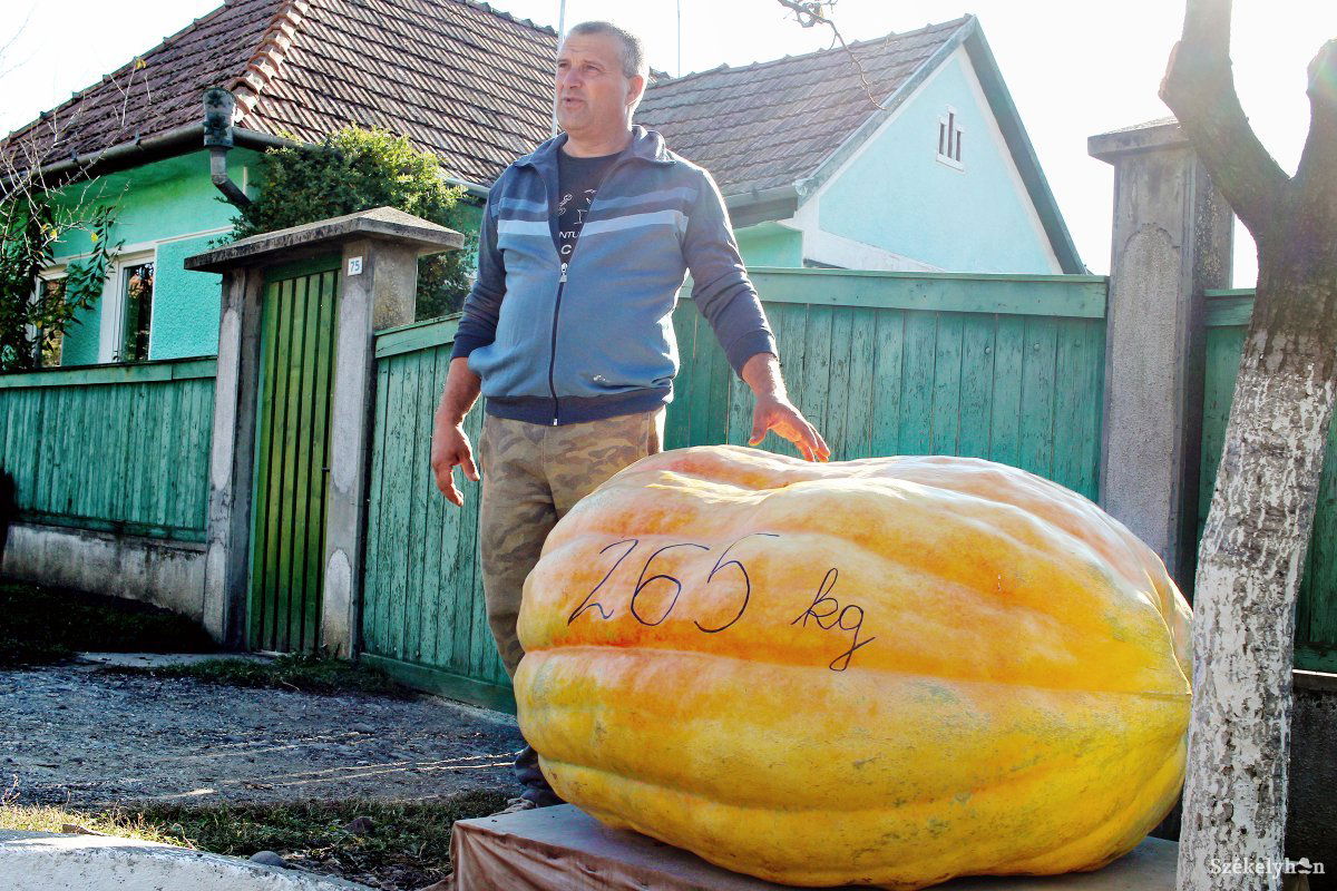 Kilyén Károly nyárádszentbenedeki portáját nehéz volt eltéveszteni: messziről látszott a kapuba kihelyezett 265 kilogrammos tök •  Fotó: Haáz Vince