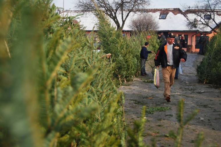 Fenyőfákat koboztak el Udvarhelyen