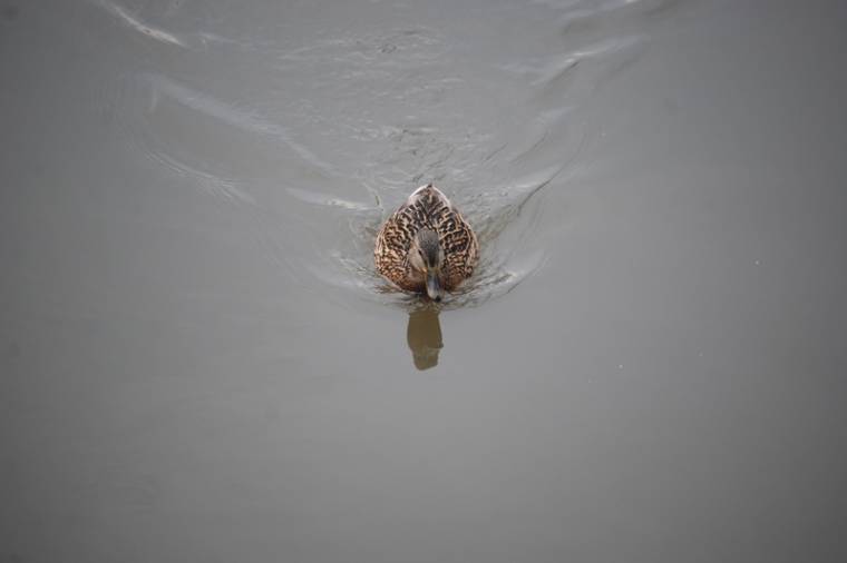 Itt telelnek récéink