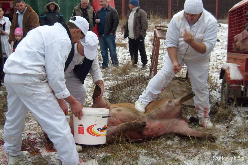 • Fotó: Pál Gábor