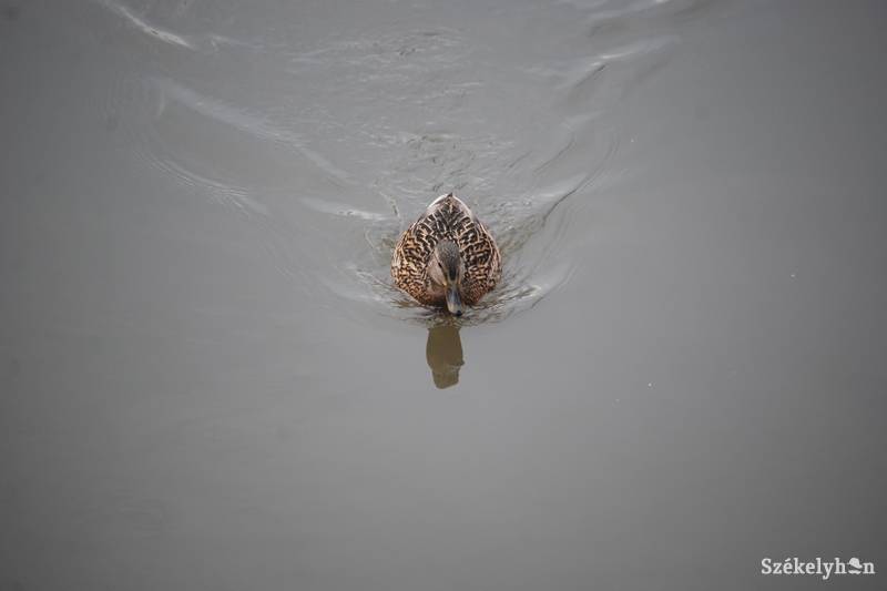 • Fotó: Bodnár Arthur