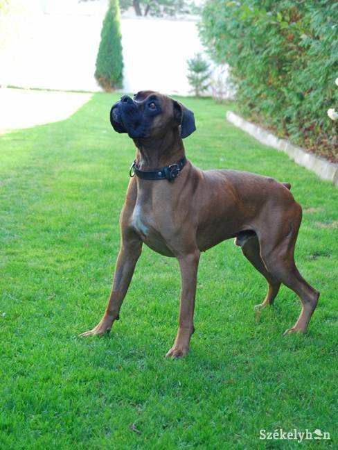 •  Fotó: Bodnár Arthur