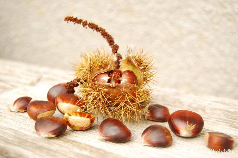 •  Fotó: Bodnár Arthur