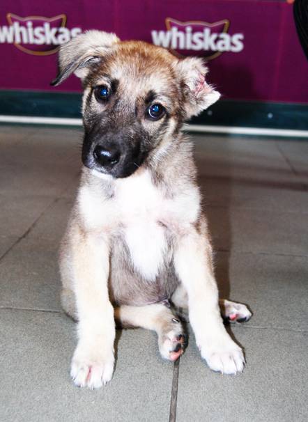 Árva kutyakölyök gazdit keres