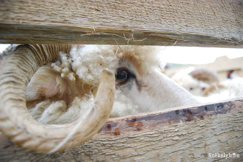 • Fotó: Bodnár Arthur