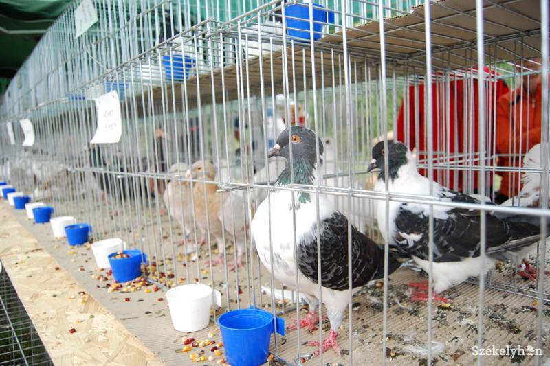 •  Fotó: Bodnár Arthur