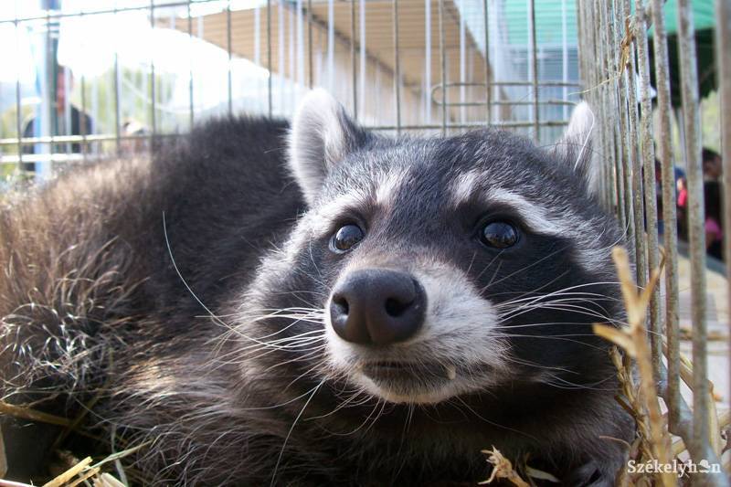 •  Fotó: Antalfi József