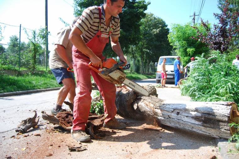 Negyvennégy elszáradt fát vágnak ki