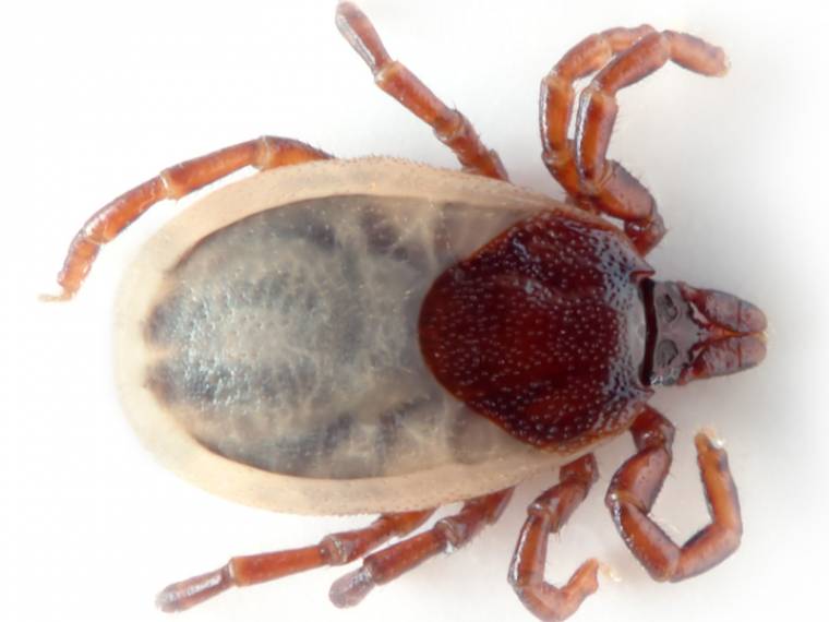 Jóval több a kullancscsípés és a Lyme-kóros esetek száma, mint tavaly