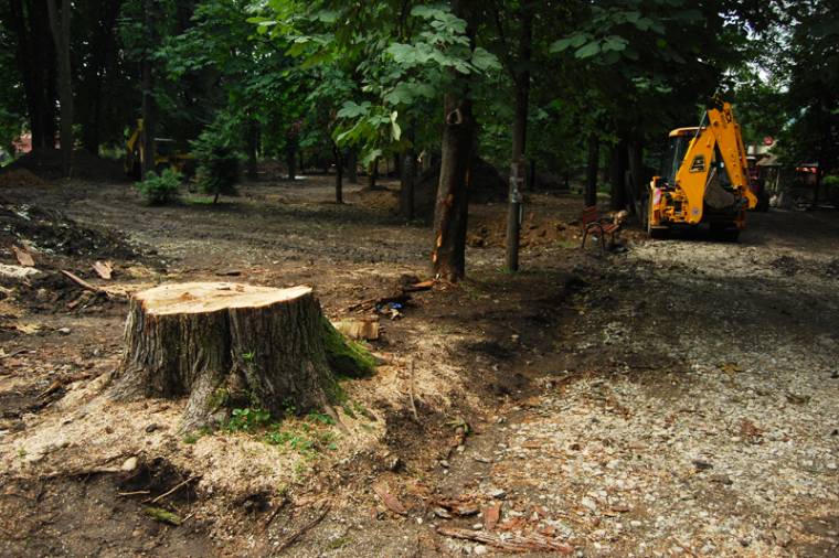 Kivágták a veszélyt jelentő fákat a parkban