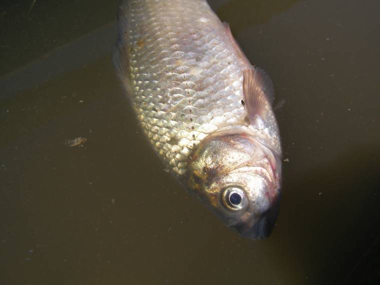 Szennyezés tizedelte a halállományt