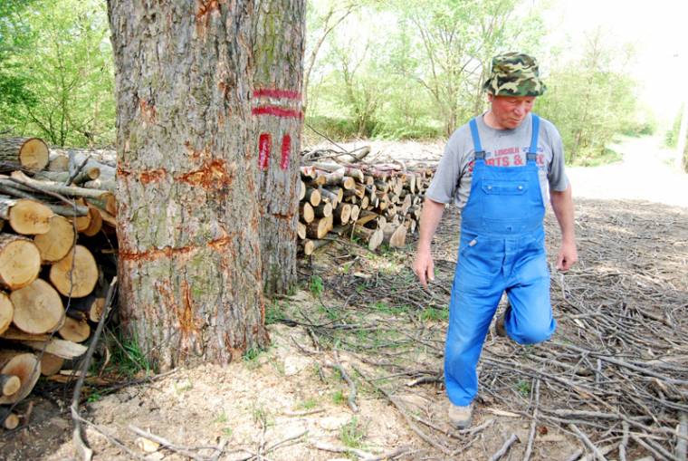 Saját erdejéből termeltetett a hivatal