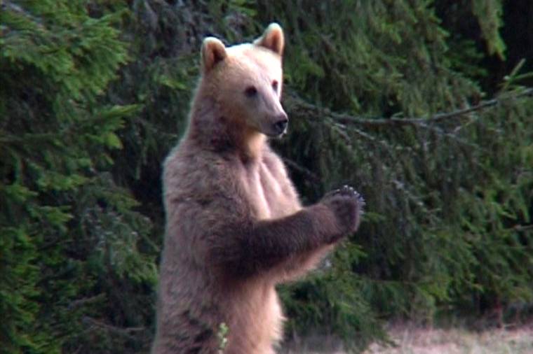 Filmszemlén nyert egy udvarhelyi tévés