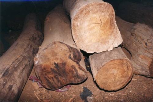 Fát lopott, tetten érték