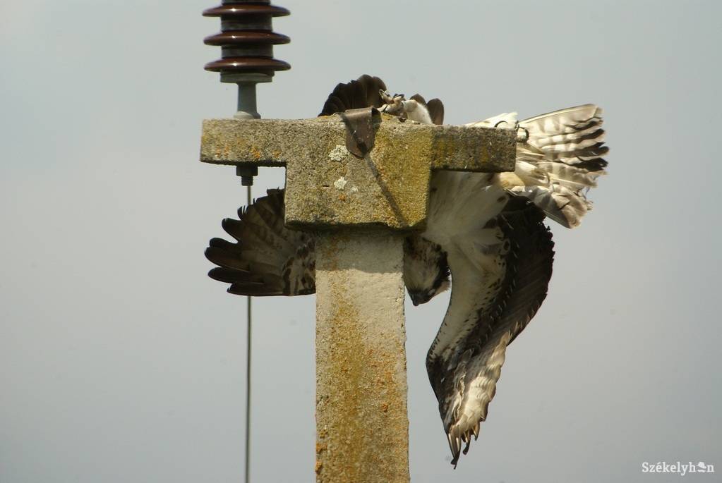 •  Fotó: ifj. Szabó József