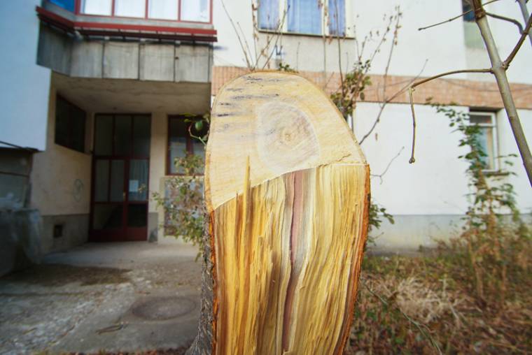 Megállítanák a fák kivágását