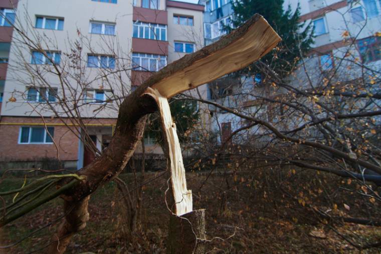 Favágásra készen Marosvásárhelyen