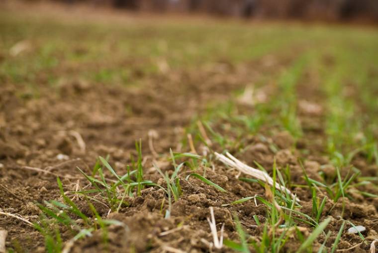 Árthatnak a száraz napok az őszi búzának