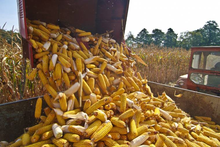 30 millió tonna gabona termett idén – Románia első helyen áll az Európai Unióban a kukorica- és napraforgótermés tekintetében