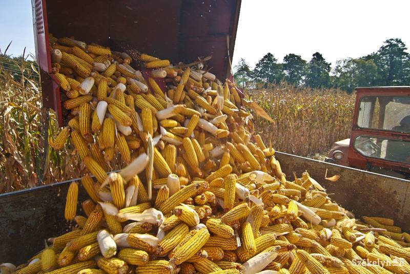 • Fotó: Veres Nándor