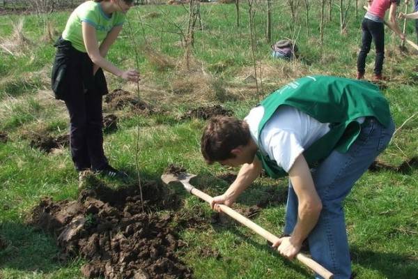 Székelyföldön nem kérnek az erdősítésből